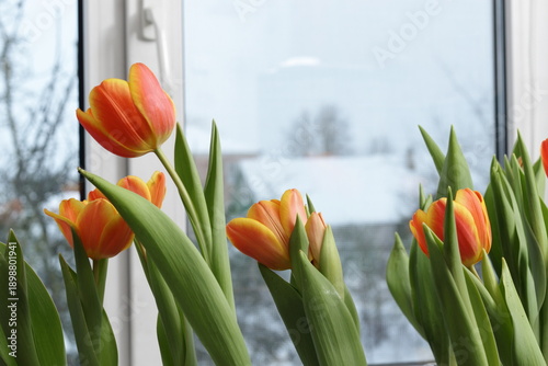 Growing tulips in the winter indoors on a table as a gift for an anniversary or any holiday.