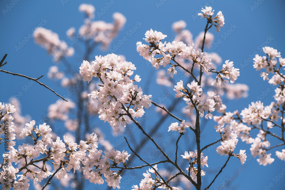 Obraz premium 近江神宮、美しい桜が咲き誇る風景、滋賀、日本