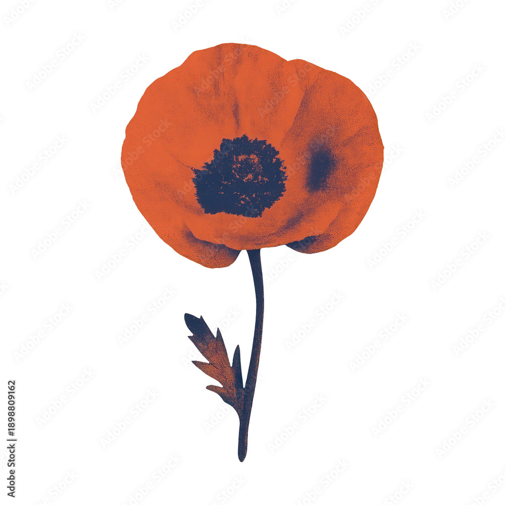 Fototapeta premium PNG Vintage poppy flower illustration.