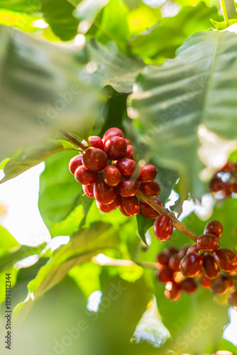 Cerezos colorados listos para cosechar