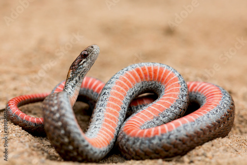 The red-bellied snake shows its red belly