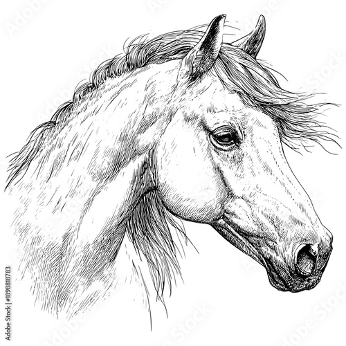 Horse head sketch with detailed lines and flowing mane