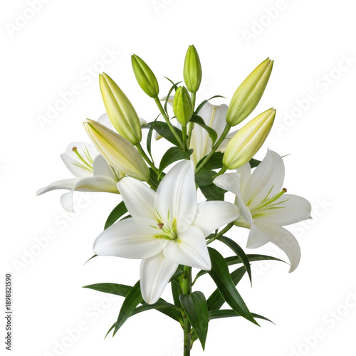 Beautiful white lilies bouquet with green leaves and buds isolated on transparent background