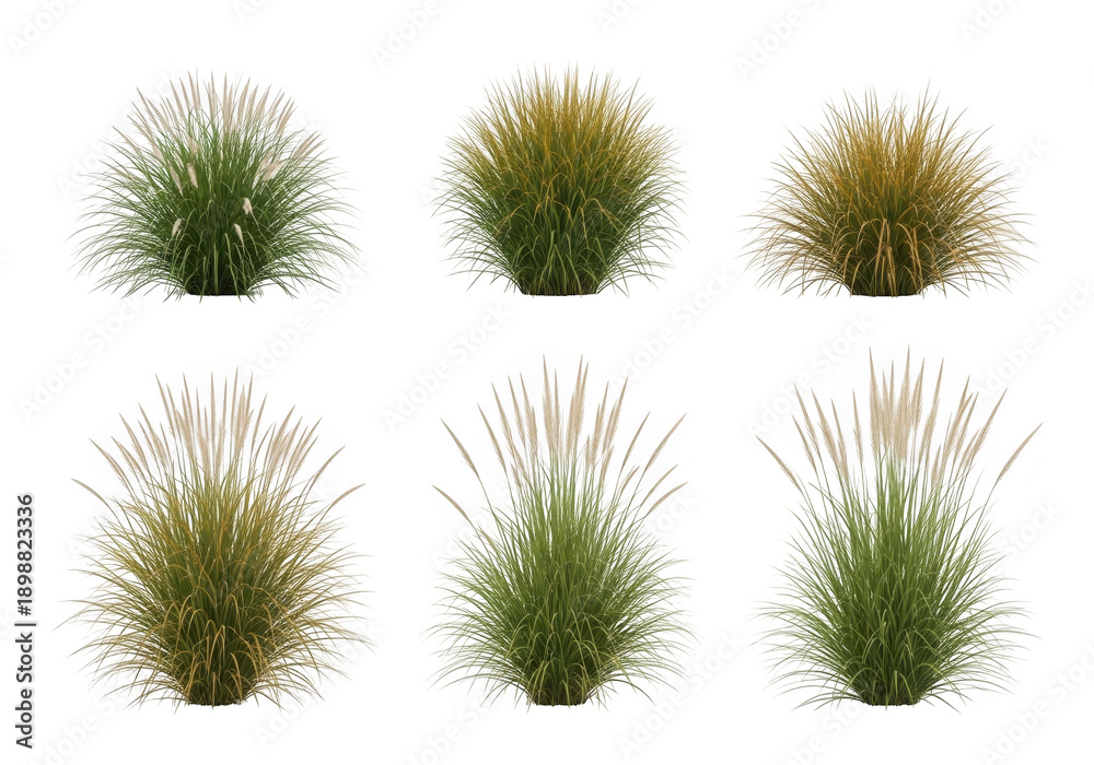 Obraz premium Collection of various green grass tufts isolated on transparent background for design