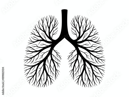 Diagram of the human bronchial tree and lung structure within the chest cavity isolated on white background, Vector, illustration