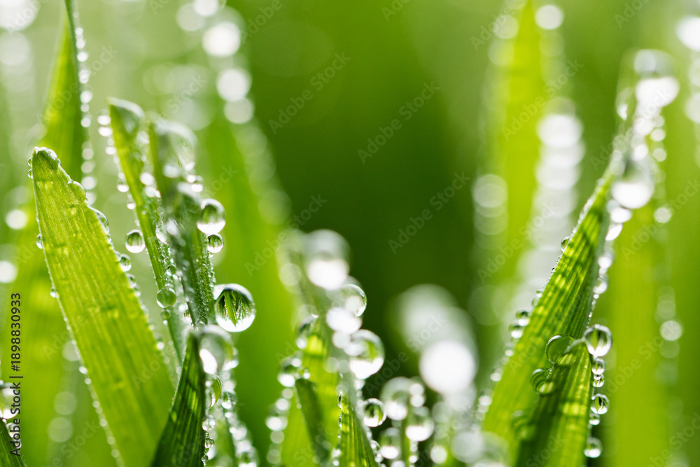 Obraz premium macro wet spring green grass background with dew. natural beautiful water drop on leaf in sunlight, image of purity and freshness of nature, copy space. ecology, fresh wallpaper concept.