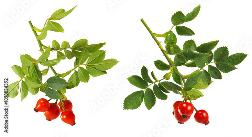 Canvastavla Fruit and leaves of wild rose seen against a white background in a simple displa