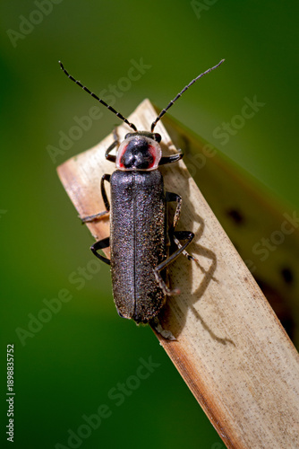 The fireflies are soft-bodied beetles from the family of Lampyridae