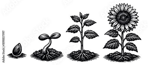 Hand drawn plant growth stages set featuring the life cycle of a sunflower for educational illustration