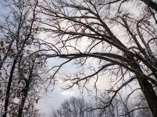trees in winter