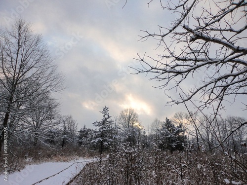 sunset in the forest