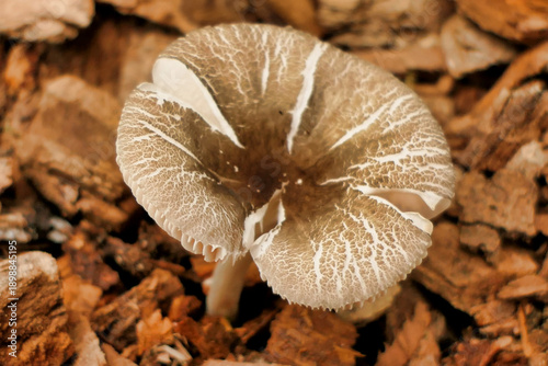 Fotografía Pluteus Diettrichii growing through a bark chipping pathway