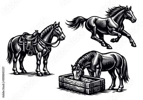 Hand drawn line art horse set featuring a saddled horse, a running horse, and a horse drinking for western and equestrian designs