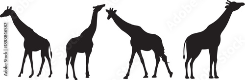 Silhouette of Giraffes: Silhouettes of four towering giraffes stand majestically against a blank canvas, showcasing the elegant profiles and distinctive long necks of these iconic animals.