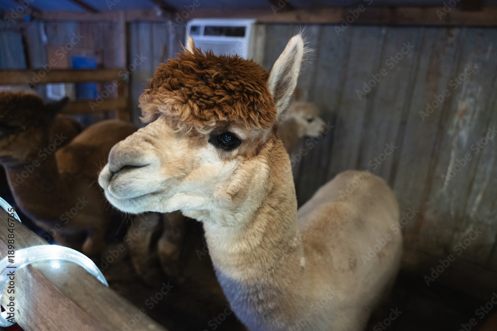 Fototapeta premium An Alpaca in a Stable at a Small Farm in Missouri