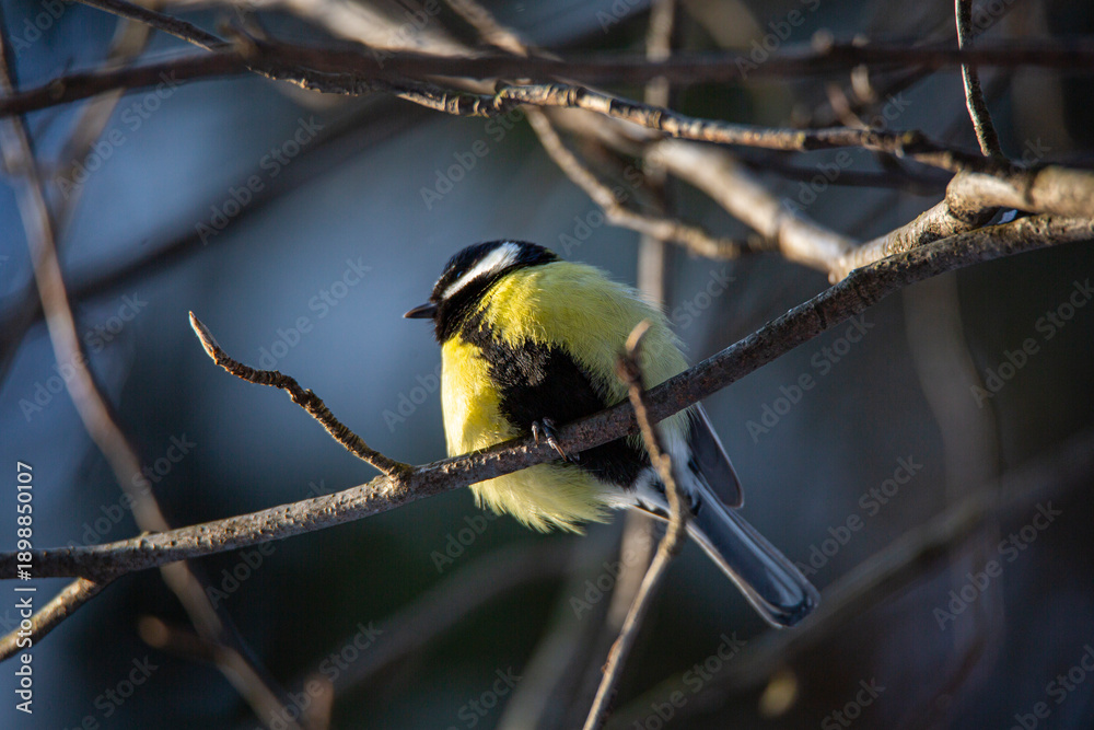 Fototapeta premium titmouse bird sits on a branch in winter