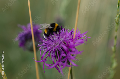 Close-up of a bumblebee feeding on a purple greater knapweed bloom (centaurea scabiosa) in a meadow, showing pollen, delicate petals, and soft natural background.