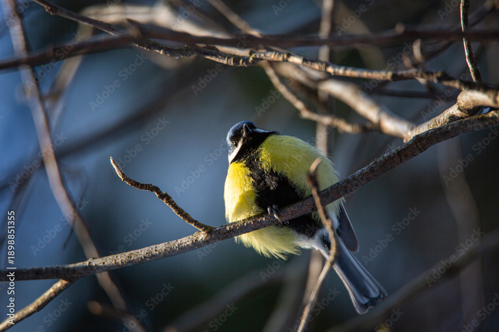 Obraz premium titmouse bird sits on a branch in winter
