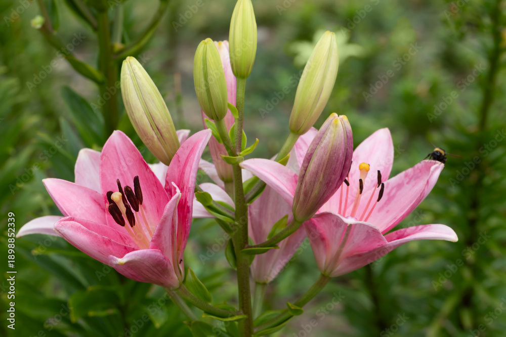 Obraz premium Vibrant pink lilies bloom beside green stems and buds, attracting a bee in a bright garden setting.
