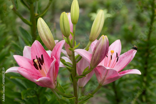 Vibrant pink lilies bloom beside green stems and buds, attracting a bee in a ...