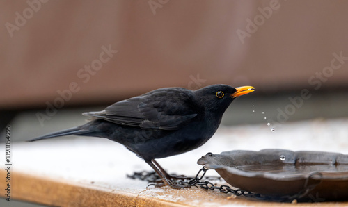 Foto Vogel