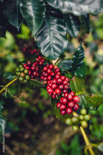 PLANTA DE CAFÉ