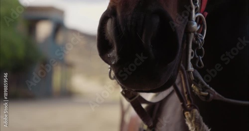 Close-up detail of a horse