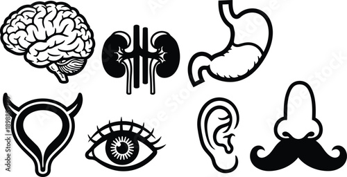 Line art medical icon set showing brain kidneys stomach bladder eye ear nose and mustache symbol in bold black stroke vector illustration for education and print