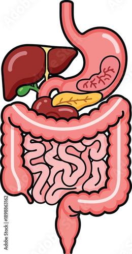 Digestive System Anatomy Illustration Showing Stomach, Intestines and Internal Organs
