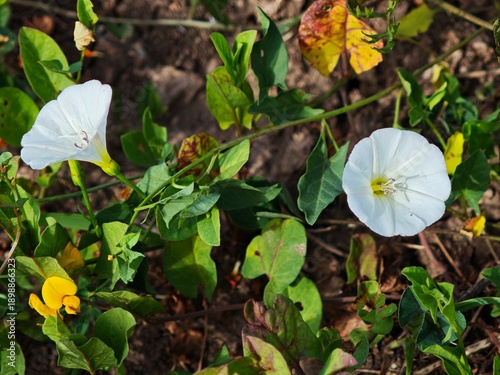 Closeup of field bindweed flower with green background