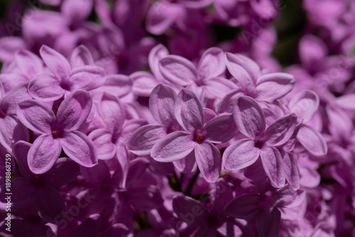 Close-up of a dense lilac cluster with vibrant purple petals. A lush, fragran...