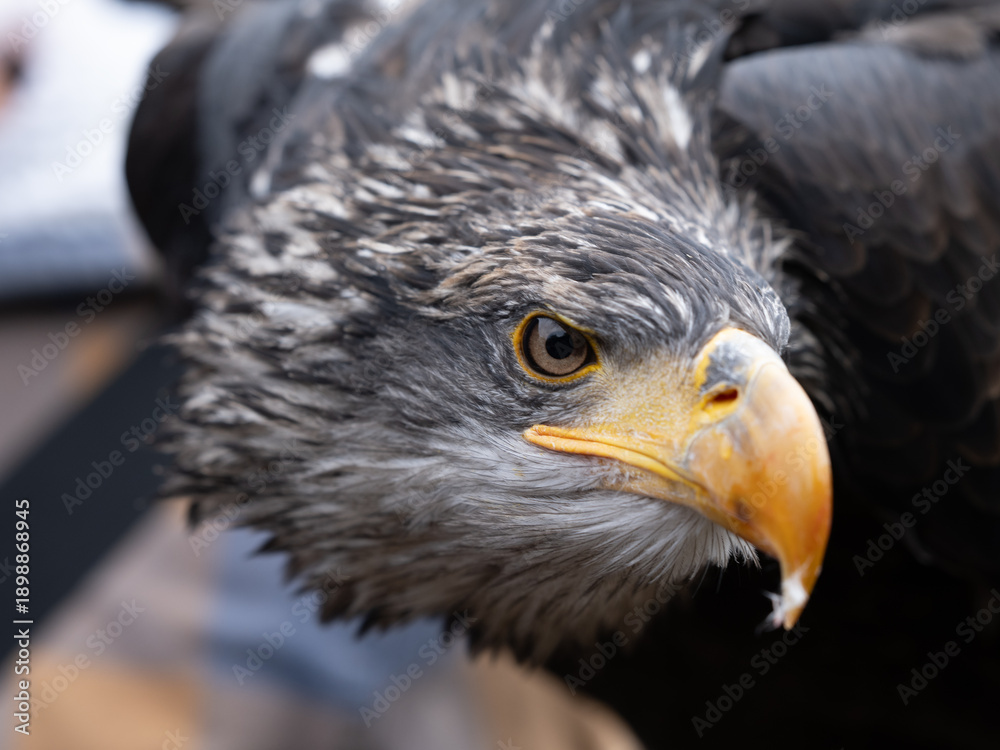 Obraz premium Steinadler