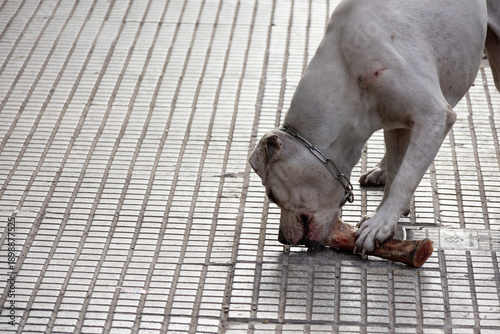 Fotografi A white dog gnawing on a bone, still bearing traces of blood