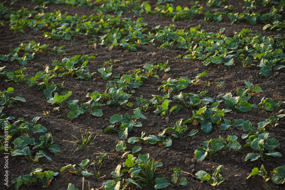 Naklejka premium Rapeseed crop growing in long parallel rows across agricultural field showing early plant development and sustainable farming landscape