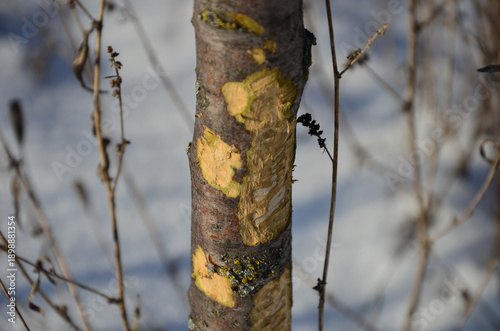 Young tree trunk damaged by wild hares in a winter garden. Gnawed bark on a fruit tree sapling. Animal damage to young plants during winter season.