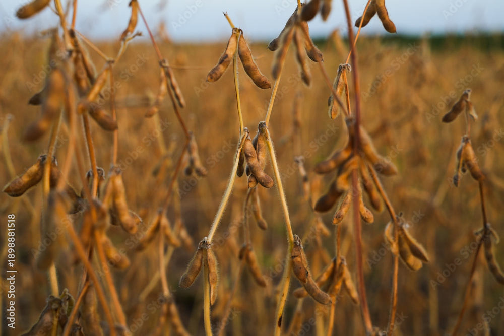 Fototapeta premium Dense soybean plants in field ready for harvest showing agricultural abundance and crop productivity in rural farmland landscape