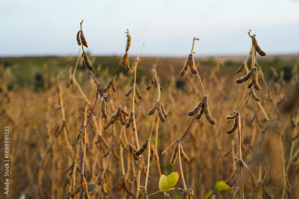 Fototapeta premium Wide view of soybean field during harvest season with clear sky showcasing rural agriculture, crop rows and natural farmland scenery