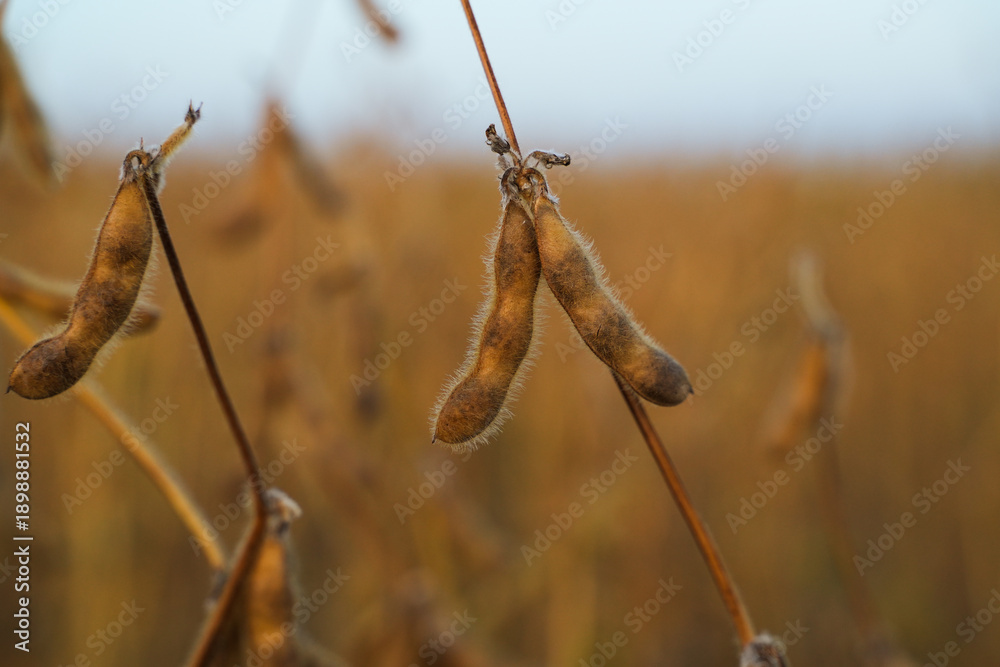 Fototapeta premium Close-up of ripe soybean pods hanging on stems in agricultural field with soft background and natural autumn light