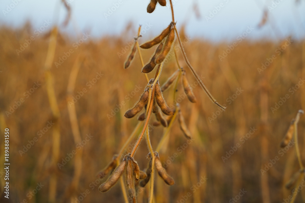 Obraz premium Soybean pods hanging in agricultural field during autumn harvest with soft light and blurred background farmland scenery