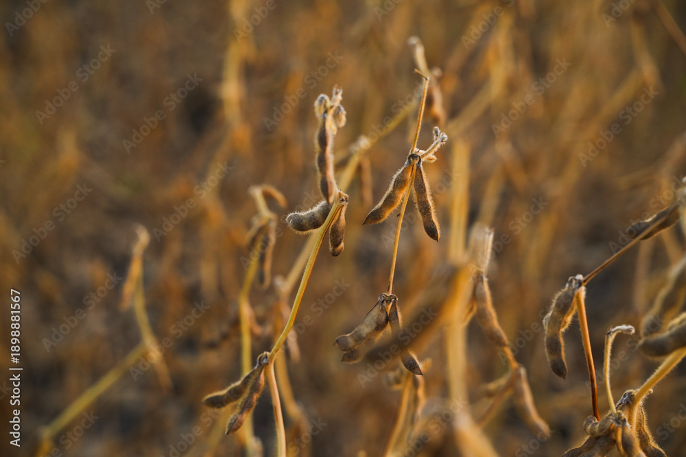 Fototapeta premium Soybean pods hanging on slender stems in autumn field showing harvest readiness and natural agricultural growth cycle