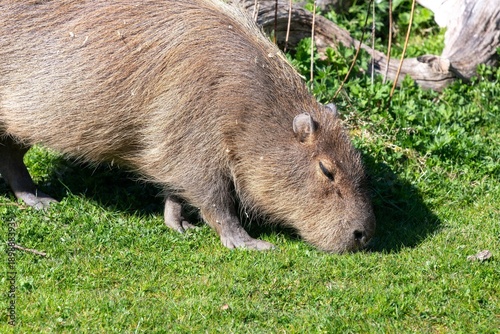 Fotografie Portrait of a capybara (hydrochoerus hydrochaeris) grazing