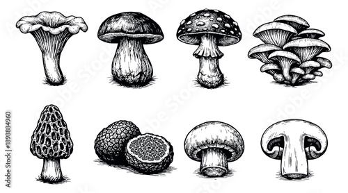 Hand drawn line art mushroom set featuring various edible and poisonous fungi for cooking and nature themes