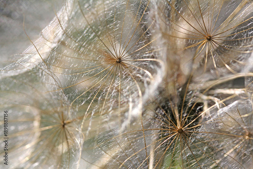 Foto ombrelle di sottili setole (semi di tragopogon)