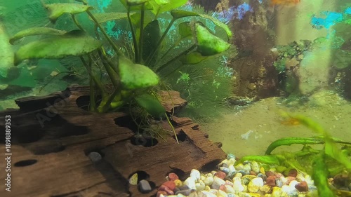 Colorful fish swim in a bright aquarium with lush green plants