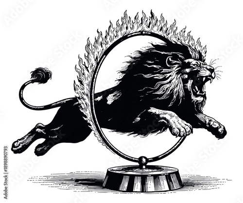 Hand drawn line art illustration of a lion depicting a roaring lion leaping through a flaming hoop for a circus performance