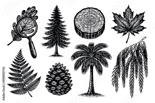 Hand drawn line art forest and plant elements set featuring various trees, leaves, and a magnifying glass for nature designs