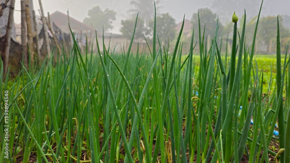 Obraz premium Green onion plants growing in vegetable garden bed. Fresh green green onions growing in a vegetable garden field with morning mist background.