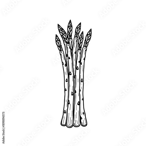 Fresh asparagus spears drawn in black and white illustration  
