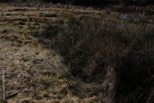 Wiese mit hoem Gras in Büscheln und verwelkt