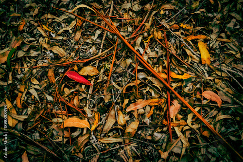 Close-up texture of dry eucalyptus leaves and branches, featuring earthy tones and a striking red leaf. A natural, organic pattern perfect for backgrounds and abstract compositions.